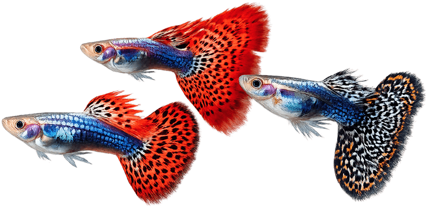 guppy-1