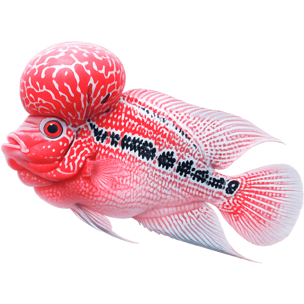 slider-flowerhorn-2