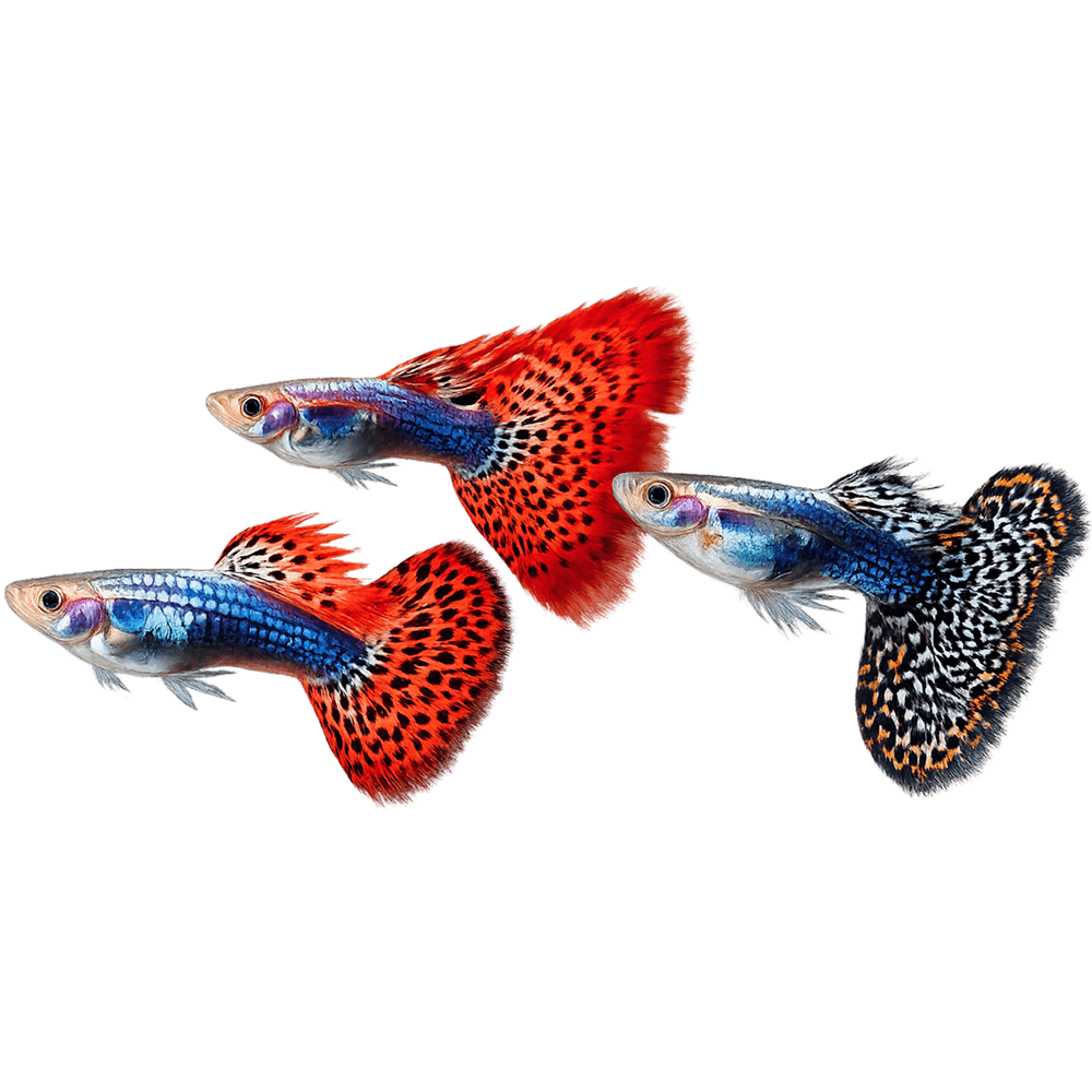 slider-guppy-3