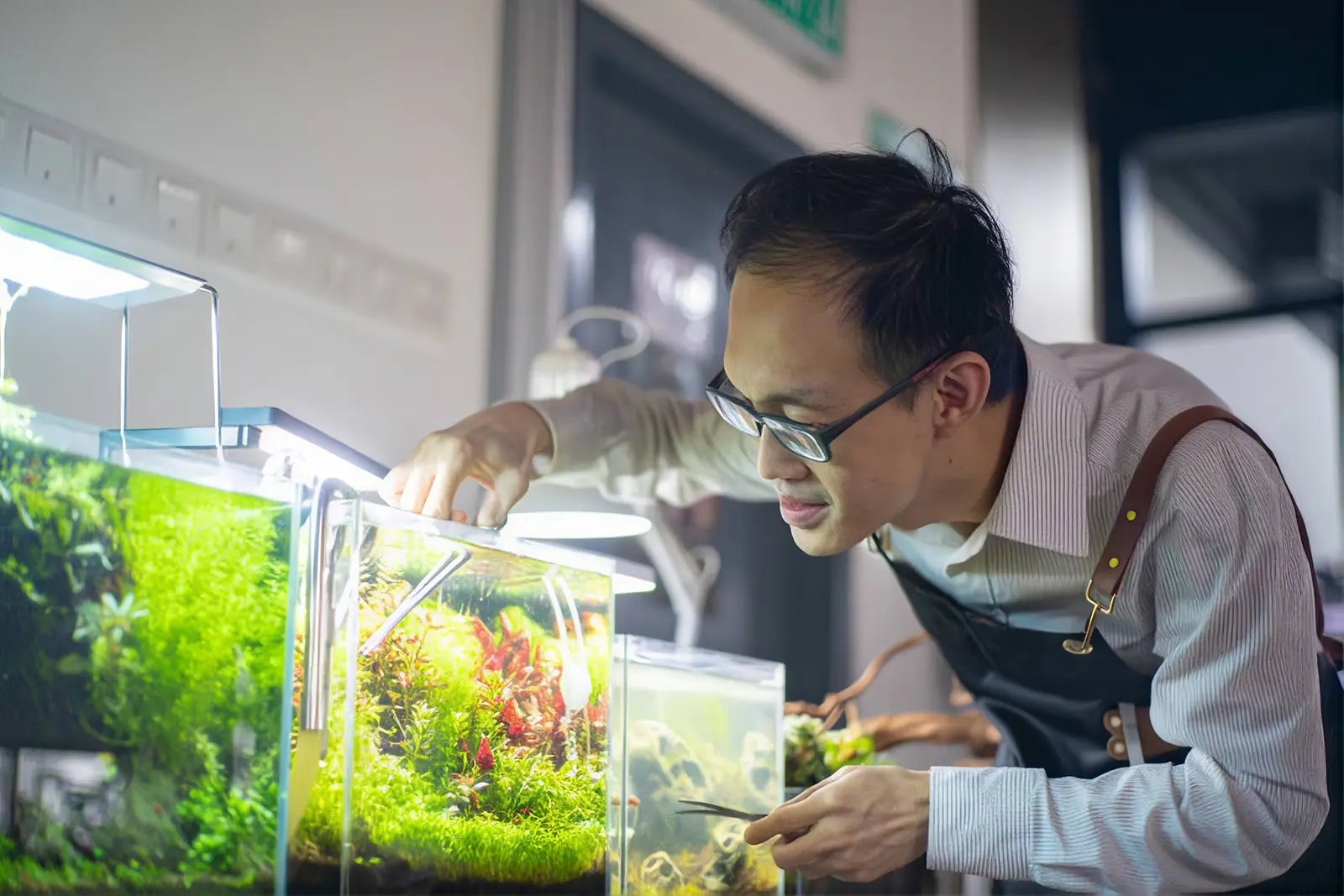 Trang trí bể cá cho sinh động hơn